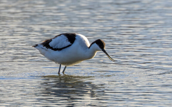 Avocet. British wading bird feeding in shallow water. Open curved beak.