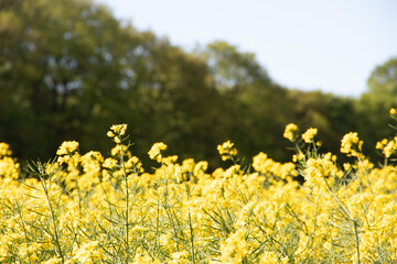 Obraz premium Rapsfeld in der Region Teutoburger Wald