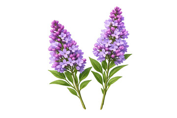 Obraz premium Lilac flower branches blooming purple and lavender blossoms, spring floral botanical design with transparent background