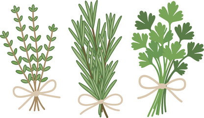 Naklejka premium Fresh herb bundles illustration, rosemary, thyme and parsley tied with ribbon, organic culinary botanical elements isolated on white background