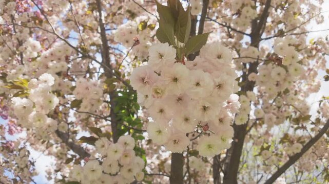 View from below, close-up of white flowers on cherry blossom against blue sky. White, double flowers of Japanese cherry tree, Prunus serrulata Kanzan are in full bloom