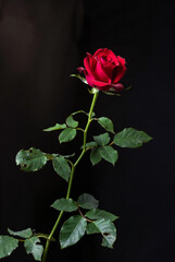 Obraz premium rose, flower, red, love, valentine, pink, nature, isolated, single, beauty, leaf, gift, plant, romance, petal, blossom, floral, white, bouquet, black, flora, bud, stem, flowers, beautiful