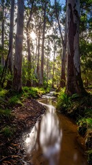 Sun flares through tall trees reflecting in a stream, creating a nature scene
