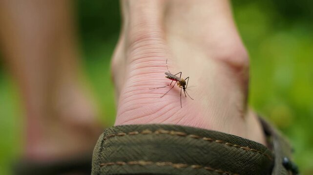 Mosquito biting human skin, transmission of diseases by insects, tropical virus spread, Aedes mosquito close-up, vector control strategies, effects of climate change, epidemiological studies