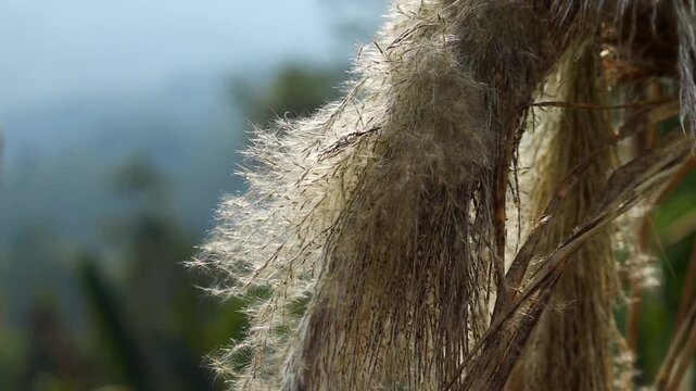 Close-up of wild grass plume in soft natural light