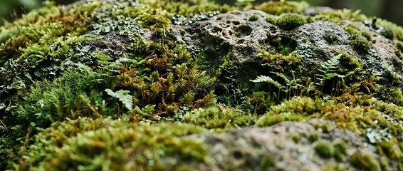 Vibrant green moss growing on weathered stone surface creating natural texture for organic garden and forest themed designs.