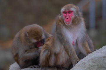 Naklejka premium 高崎山自然動物園のニホンザル