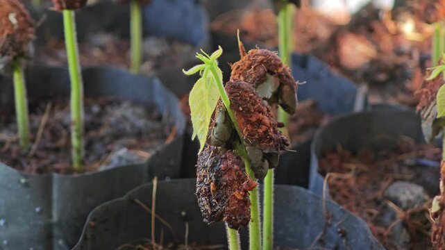 Durian seeds that grow in soil.