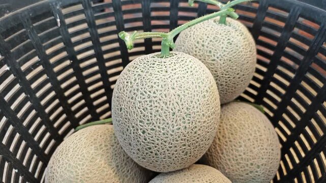 Ripe green melon in garden.