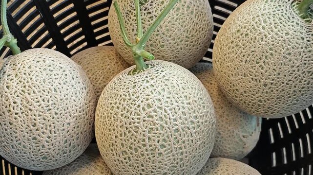 Ripe green melon in garden.