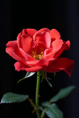 Obraz premium rose, flower, red, love, valentine, pink, nature, isolated, single, beauty, leaf, gift, plant, romance, petal, blossom, floral, white, bouquet, black, flora, bud, stem, flowers, beautiful