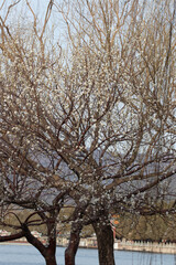 Obraz premium Lakeside Spring Awakening, Blossoming Trees by the Water in Early Spring