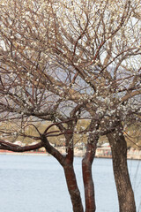 Obraz premium Lakeside Spring Awakening, Blossoming Trees by the Water in Early Spring
