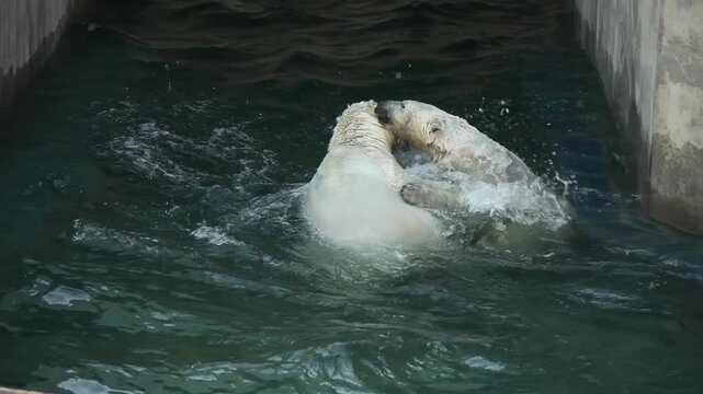 Two massive polar bears playing and wrestling in water of zoo pool, large arctic predators swimming and biting each other playfully, powerful white bears fighting in enclosure during