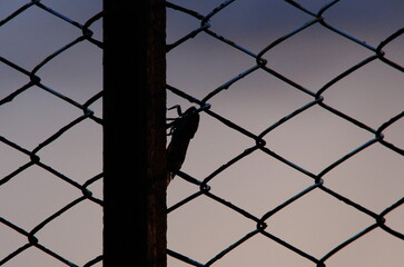 フェンスとセミのシルエット