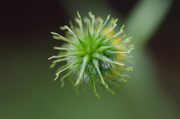 ダイコンソウの実