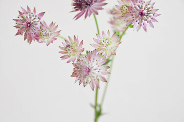 アストランチア