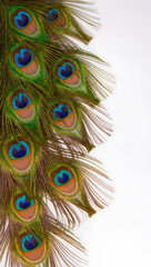 Obraz premium Peacock Feathers Arranged as a Side Border on a Clean White Background with Copy Space