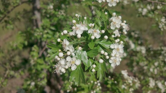 Close-up view of a branch of a blossoming Hawthorn tree covered with white flowers and buds against a green background