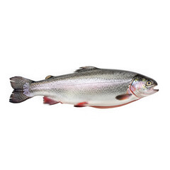 Obraz premium A detailed illustration of a fish with vibrant red fins and spots, isolated on transparent background