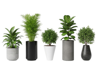 Fototapeta premium Collection of five modern potted plants with varied foliage and planters isolated on transparent background