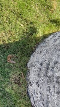 grassy path near a palm tree in the park. Pass over tropical walking trail. 
