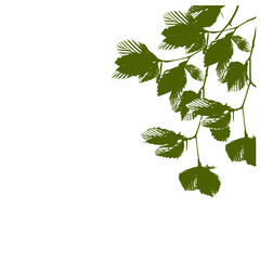 green leaves isolated on white background