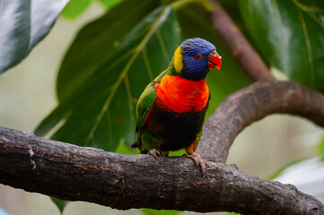 Obraz premium Rainbow loris perched on a tree branch in an aviary
