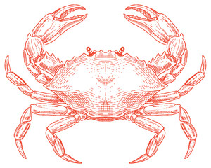 Vintage red crab sketch for seafood restaurant menu. Hand-drawn marine animal engraving for ocean biology. Detailed crustacean vector art in red etched style. © Karina Martirosova