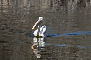 Serene Glide, Great White Pelican Swimming on Calm Water