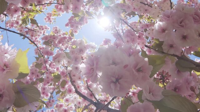 Moving down inside of Cherry blossom, among white-pink, double flowers swinging overhead against the blue sky on a sunny day, backlit by the sun, with sun glare on the lens, bottom-top view