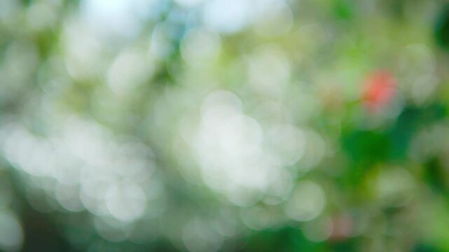 緑の玉ボケ