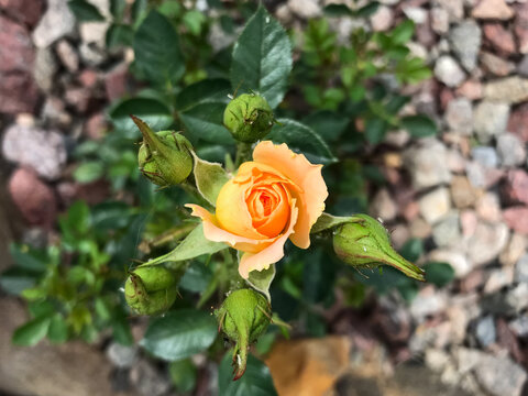 Miniature Rose 'Sara' begins to bloom
