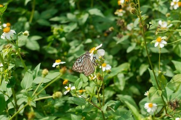 南国の綺麗な蝶