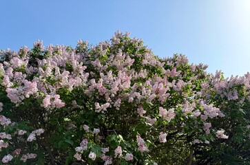 Lilac blossoming shrub in spring garden.