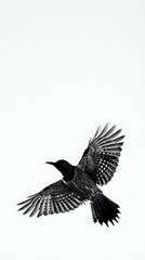 Black and white woodpecker in flight with spread wings showing detailed feather patterns isolated on white background for nature designs.