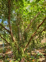 Baccaurea ramiflora is a plant native to Indonesia.