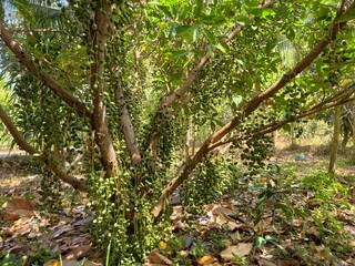 Baccaurea ramiflora is a plant native to Indonesia.