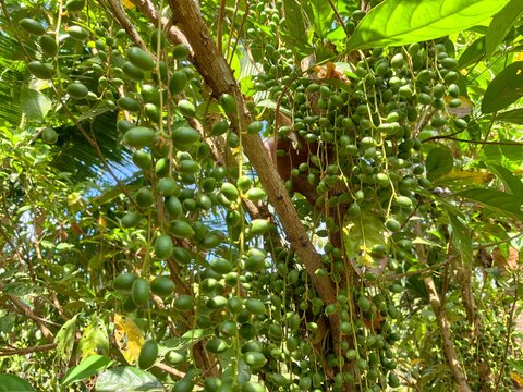 Baccaurea ramiflora is a plant native to Indonesia.