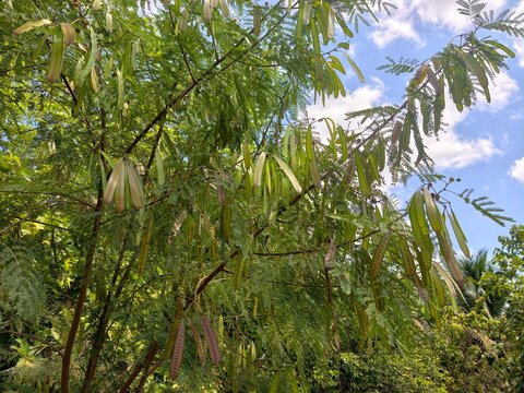 Leucaena leucocephala or Cassie Leucaena in fruiting.