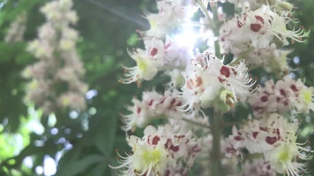 Close-up details of of the colorful flowers of a Horse Chestnut tree in bloom, inflorescence swaying in the wind, sunbeam breaks through the flower, in thick green foliage background