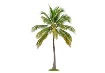 Obraz premium A tall palm tree with lush green leaves and a brown trunk isolated on transparent background