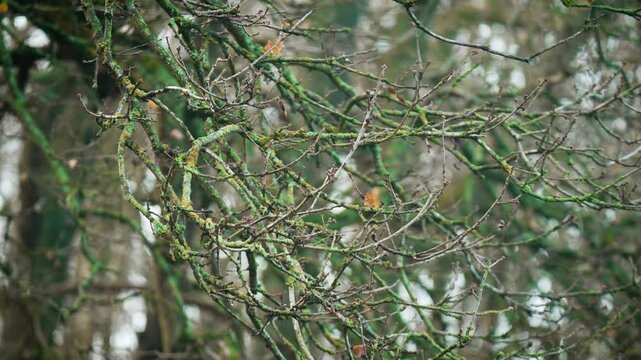Gnarled moss covered branches intertwining in ancient forest canopy. Tangled tree limbs with green lichen creating mystical woodland atmosphere. Dark enchanted nature background with eerie textures