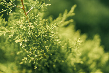 Fototapeta premium green grass background