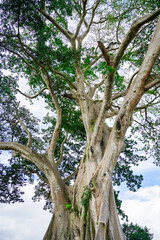 Obraz premium Giant 700-Year-Old Kayu Putih Ancient Tree in Bayan, Bali