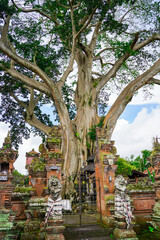 Naklejka premium Giant 700-Year-Old Kayu Putih Ancient Tree in Bayan, Bali