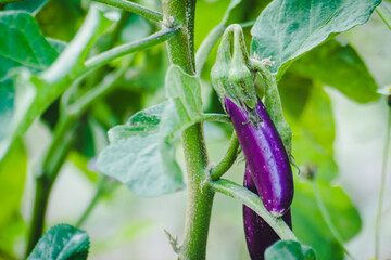 purple eggplant on plant, fresh aubergine