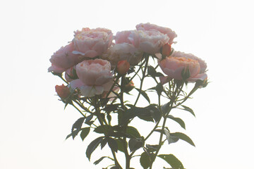 Pink rose Isolated on white background