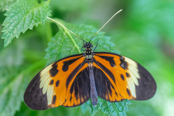 Obraz premium Close-up of Numata longwing butterfly (Heliconius numata) resting on leaf in butterfly garden.