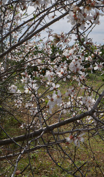 Almendro en flor en febrero
